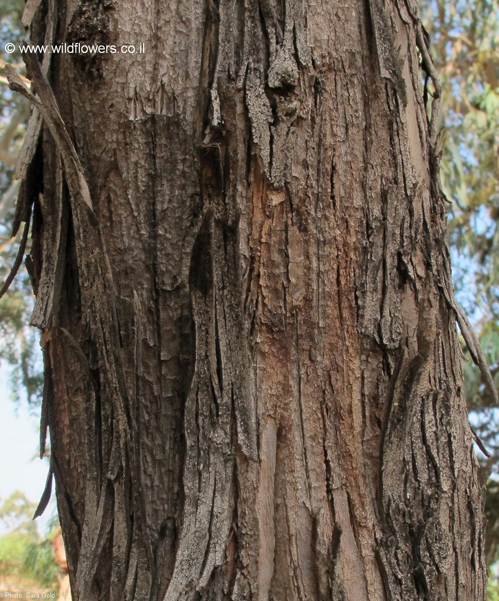 Eucalyptus clelandii